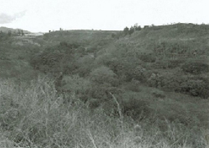 What remains of Camp Honouliuili today is hidden in the overgrowth.